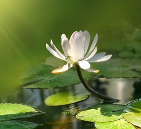 Lotus blossom