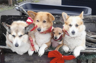 Country Farms & Ranch Supplies logo