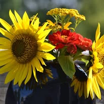 A Little Country logo