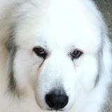 Absolute Pawfection logo