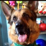 Baltimore Pet Shoppe logo