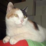 Patsys Pet Stop logo