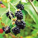 Wild Berry Natural Foods logo